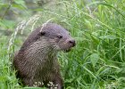 Linda Jackson_Otter Emerging from the River.jpg